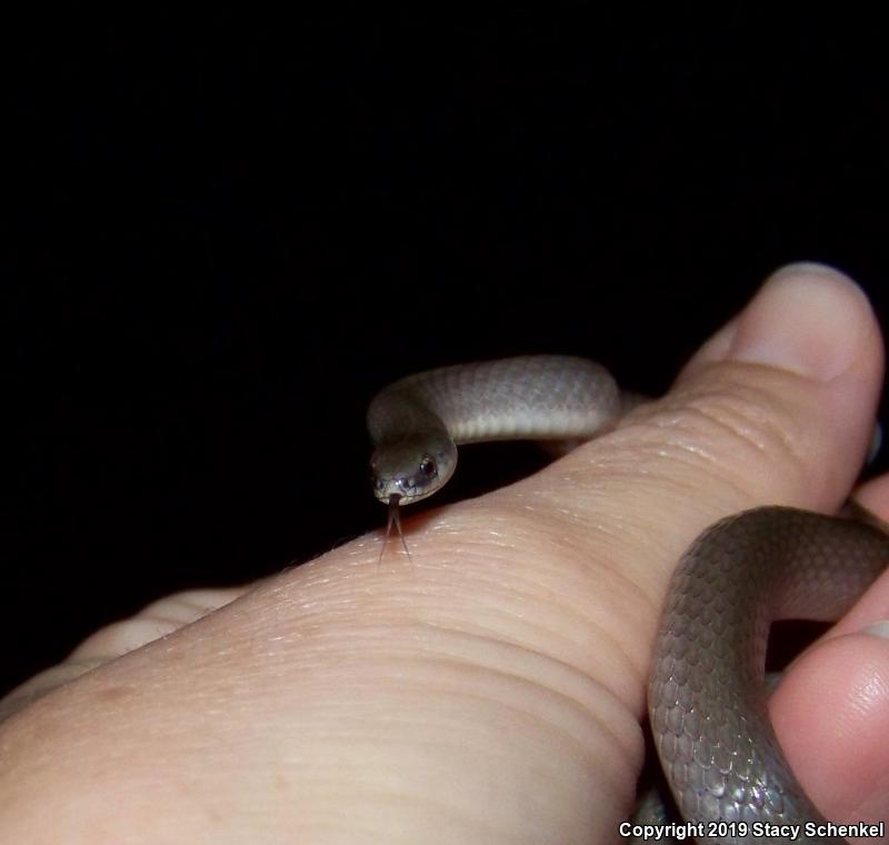 Smooth Earthsnake (Virginia valeriae)