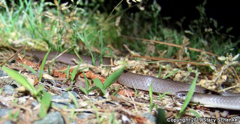 Smooth Earthsnake (Virginia valeriae)