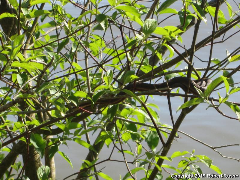 Queensnake (Regina septemvittata)