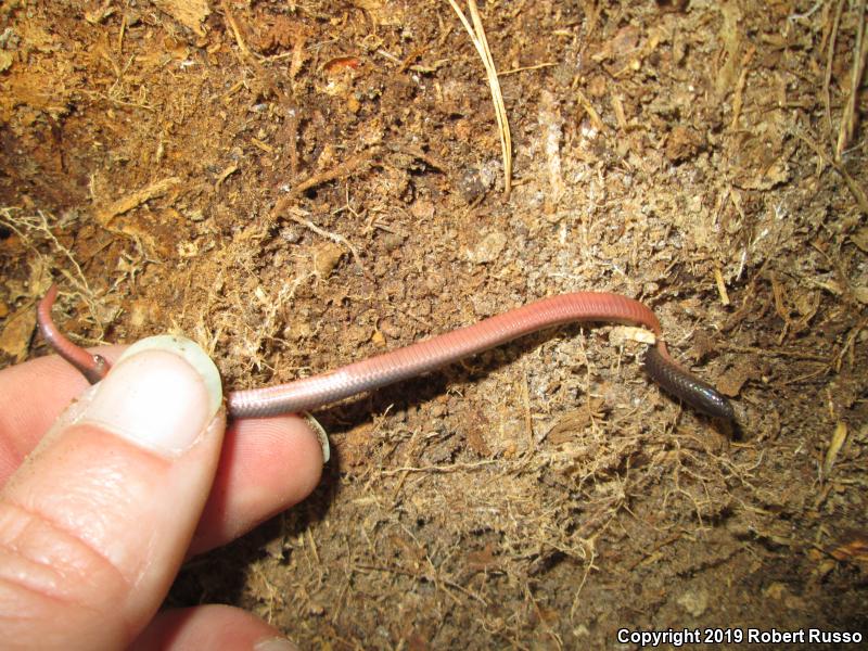 Eastern Wormsnake (Carphophis amoenus amoenus)