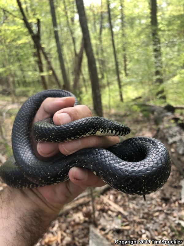 Black Kingsnake (Lampropeltis getula nigra)