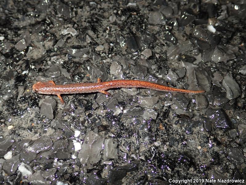 Four-toed Salamander (Hemidactylium scutatum)