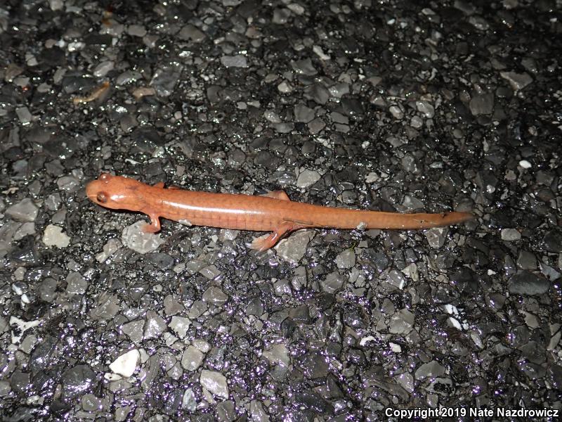 Northern Spring Salamander (Gyrinophilus porphyriticus porphyriticus)