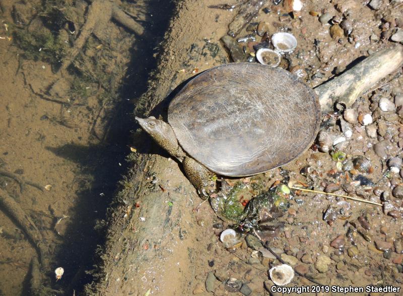 Eastern Spiny Softshell (Apalone spinifera spinifera)