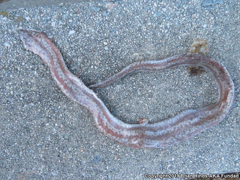 Coastal Rosy Boa (Lichanura trivirgata roseofusca)