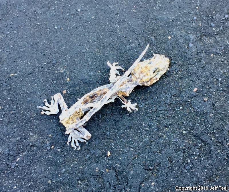 Turkish House Gecko (Hemidactylus turcicus turcicus)