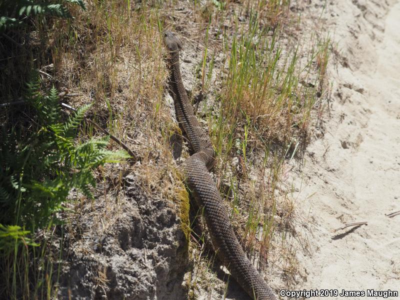 Northern Pacific Rattlesnake (Crotalus oreganus oreganus)