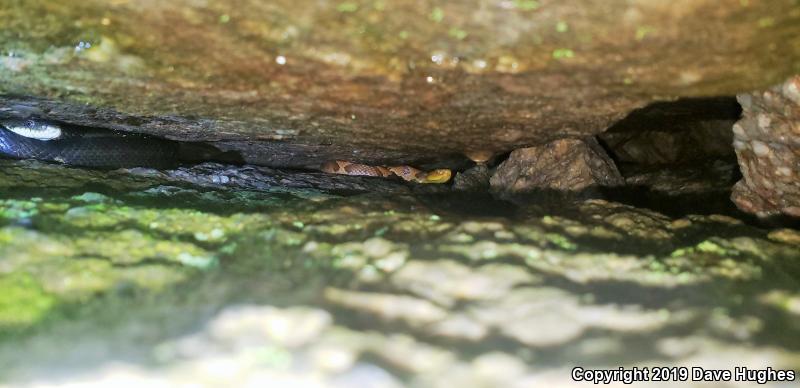 Northern  Copperhead (Agkistrodon contortrix mokasen)