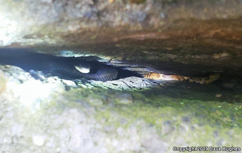 Northern  Copperhead (Agkistrodon contortrix mokasen)