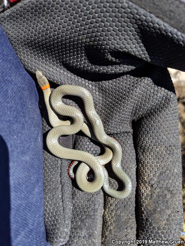 San Bernardino Ring-necked Snake (Diadophis punctatus modestus)