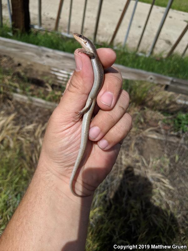 Western Redtail Skink (Plestiodon gilberti rubricaudatus)