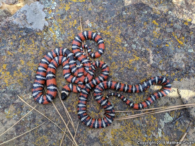 San Diego Mountain Kingsnake (Lampropeltis zonata pulchra)