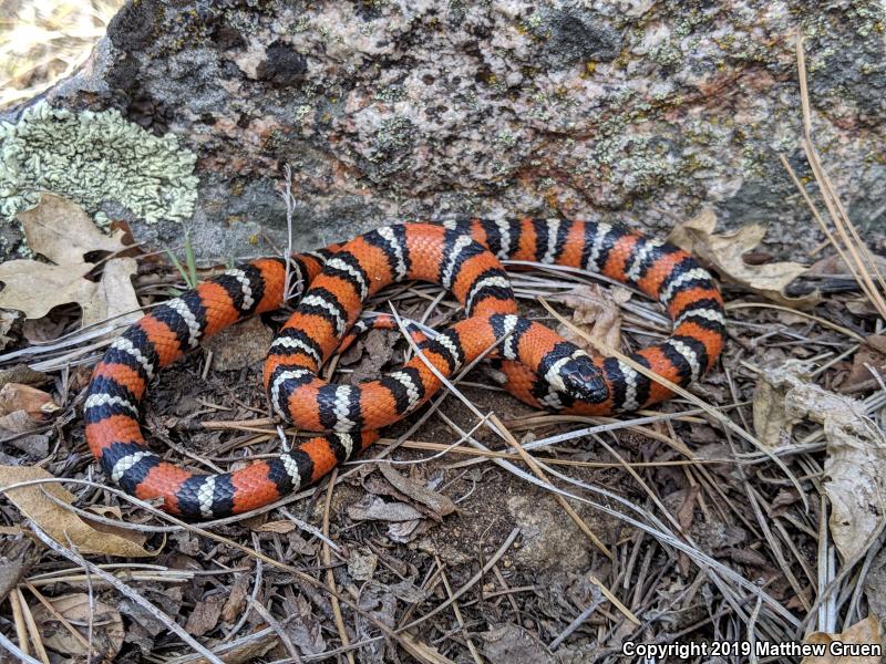 San Diego Mountain Kingsnake (Lampropeltis zonata pulchra)