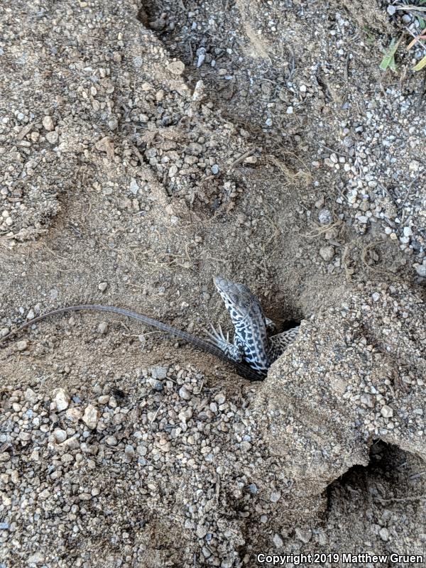 Coastal Whiptail (Aspidoscelis tigris stejnegeri)