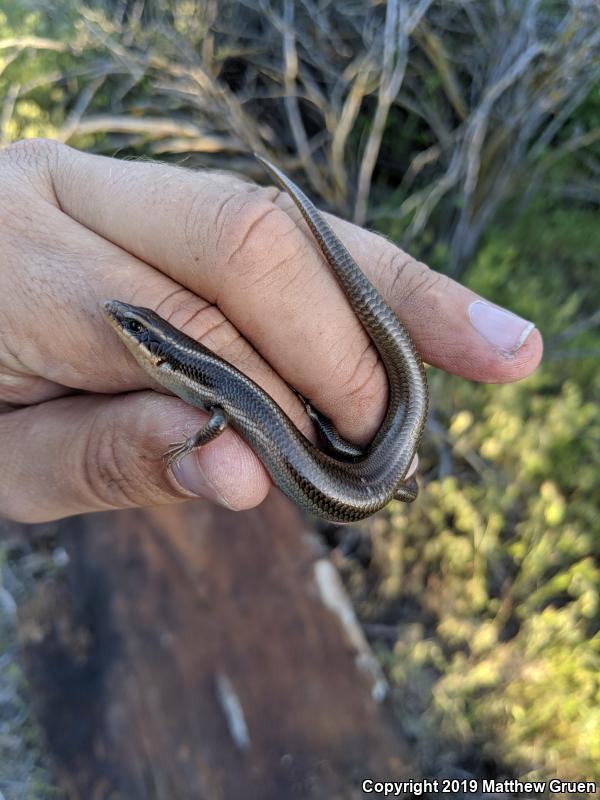 Western Redtail Skink (Plestiodon gilberti rubricaudatus)