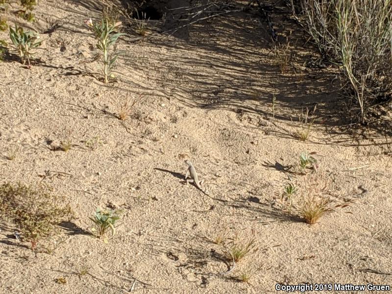 Western Zebra-tailed Lizard (Callisaurus draconoides rhodostictus)