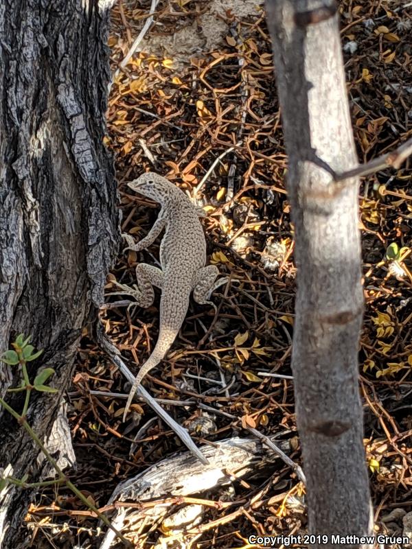 Mojave Fringe-toed Lizard (Uma scoparia)