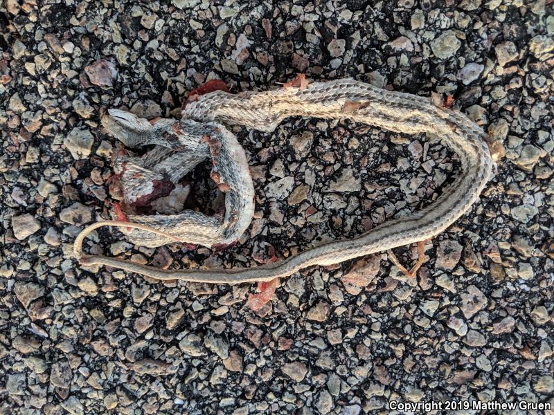 Mojave Patch-nosed Snake (Salvadora hexalepis mojavensis)