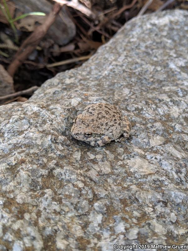 California Treefrog (Pseudacris cadaverina)