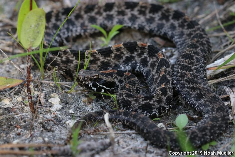 Dusky Pigmy Rattlesnake (Sistrurus miliarius barbouri)