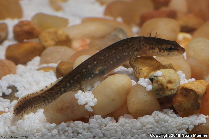 Southern Two-lined Salamander (Eurycea cirrigera)