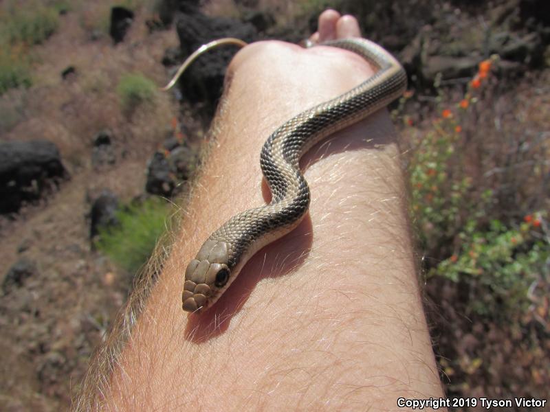 Mojave Patch-nosed Snake (Salvadora hexalepis mojavensis)