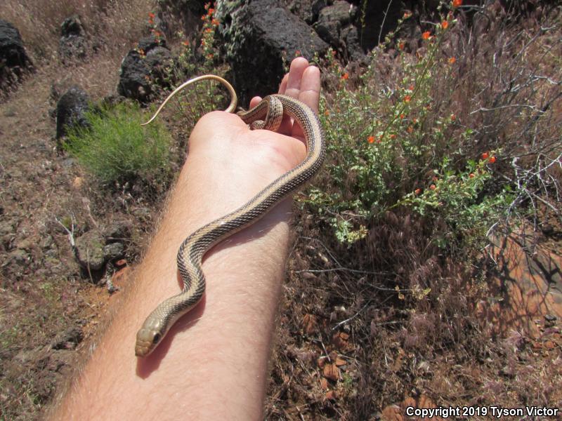 Mojave Patch-nosed Snake (Salvadora hexalepis mojavensis)