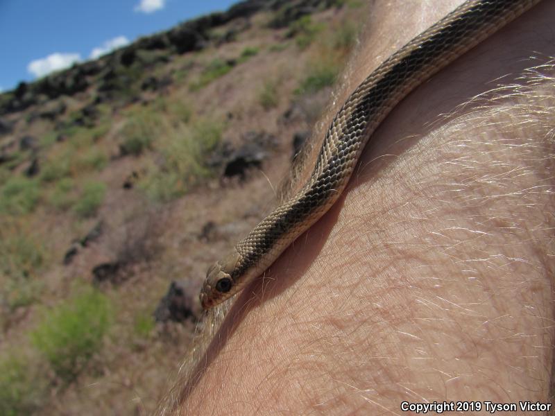 Mojave Patch-nosed Snake (Salvadora hexalepis mojavensis)