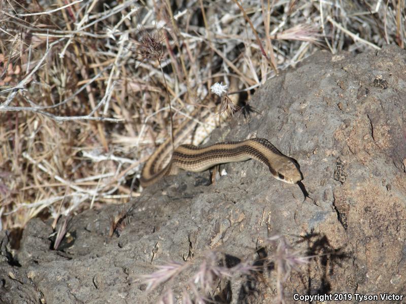 Mojave Patch-nosed Snake (Salvadora hexalepis mojavensis)