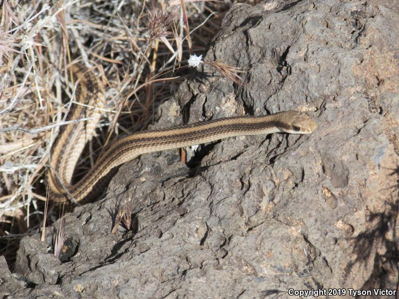 Mojave Patch-nosed Snake (Salvadora hexalepis mojavensis)