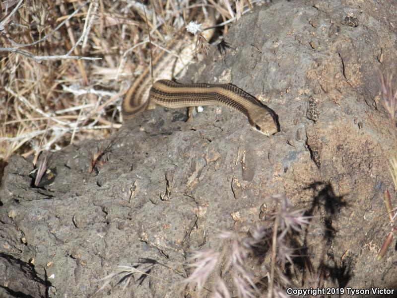 Mojave Patch-nosed Snake (Salvadora hexalepis mojavensis)