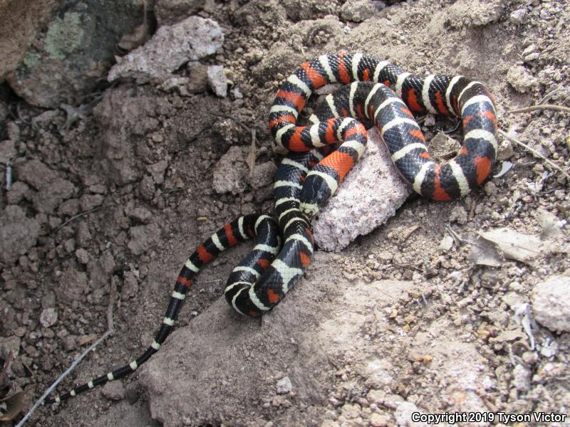 Utah Mountain Kingsnake (Lampropeltis pyromelana infralabialis)