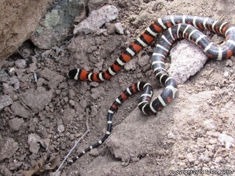 Utah Mountain Kingsnake (Lampropeltis pyromelana infralabialis)