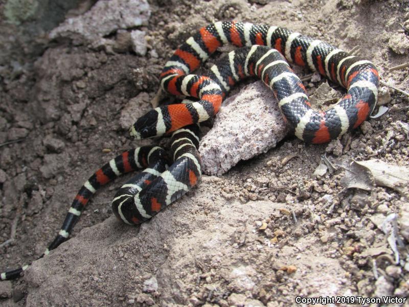 Utah Mountain Kingsnake (Lampropeltis pyromelana infralabialis)