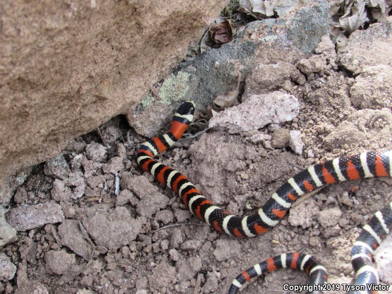 Utah Mountain Kingsnake (Lampropeltis pyromelana infralabialis)