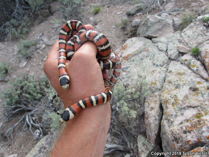 Utah Mountain Kingsnake (Lampropeltis pyromelana infralabialis)