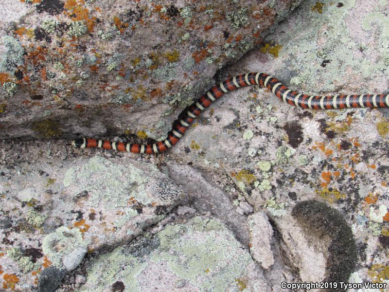 Utah Mountain Kingsnake (Lampropeltis pyromelana infralabialis)