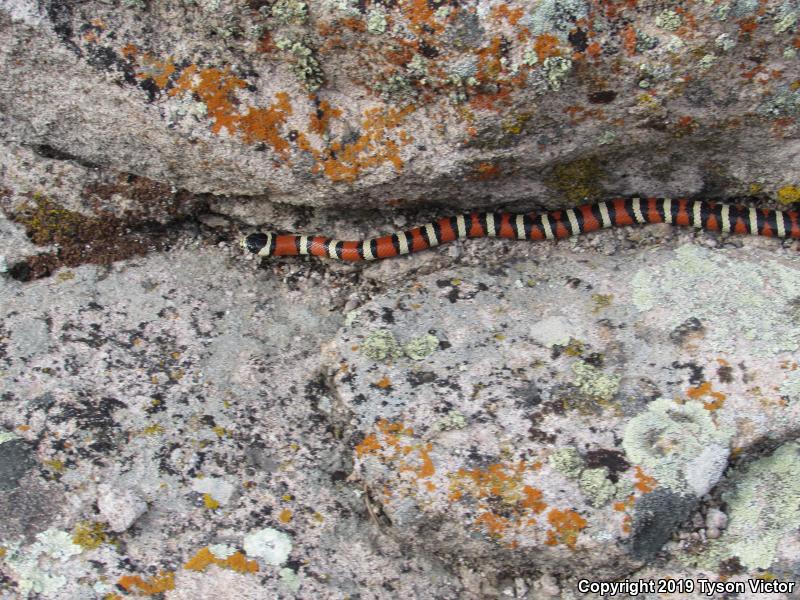 Utah Mountain Kingsnake (Lampropeltis pyromelana infralabialis)