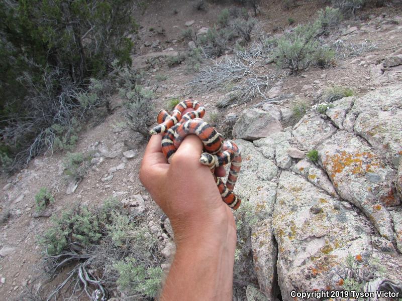 Utah Mountain Kingsnake (Lampropeltis pyromelana infralabialis)