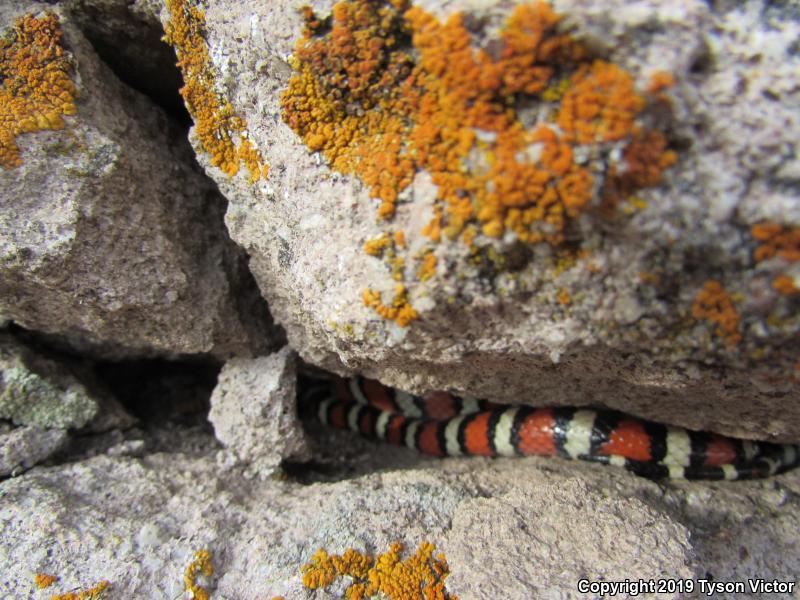 Utah Mountain Kingsnake (Lampropeltis pyromelana infralabialis)