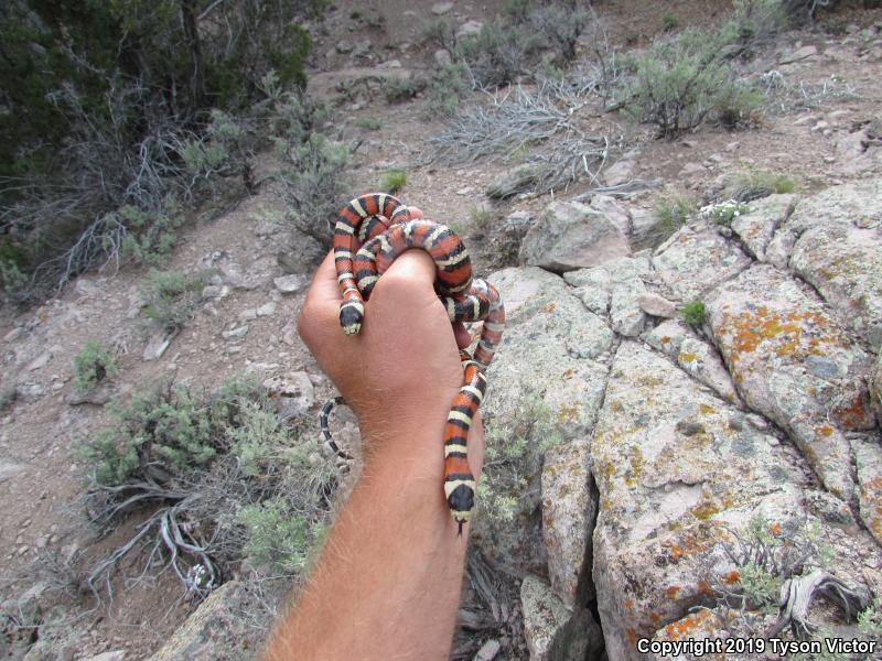 Utah Mountain Kingsnake (Lampropeltis pyromelana infralabialis)