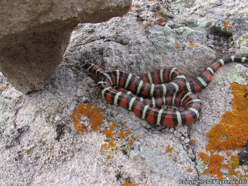 Utah Mountain Kingsnake (Lampropeltis pyromelana infralabialis)