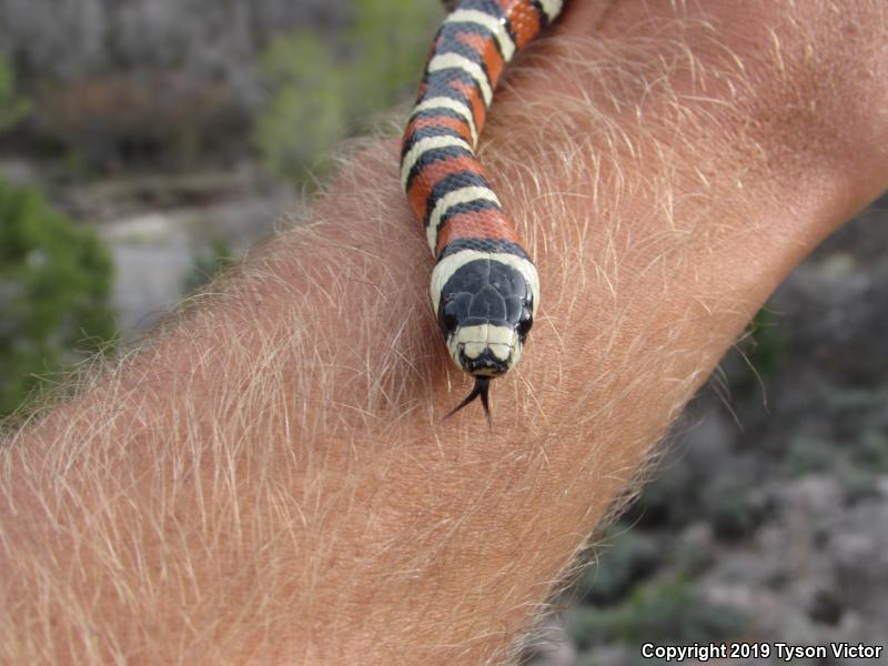 Utah Mountain Kingsnake (Lampropeltis pyromelana infralabialis)