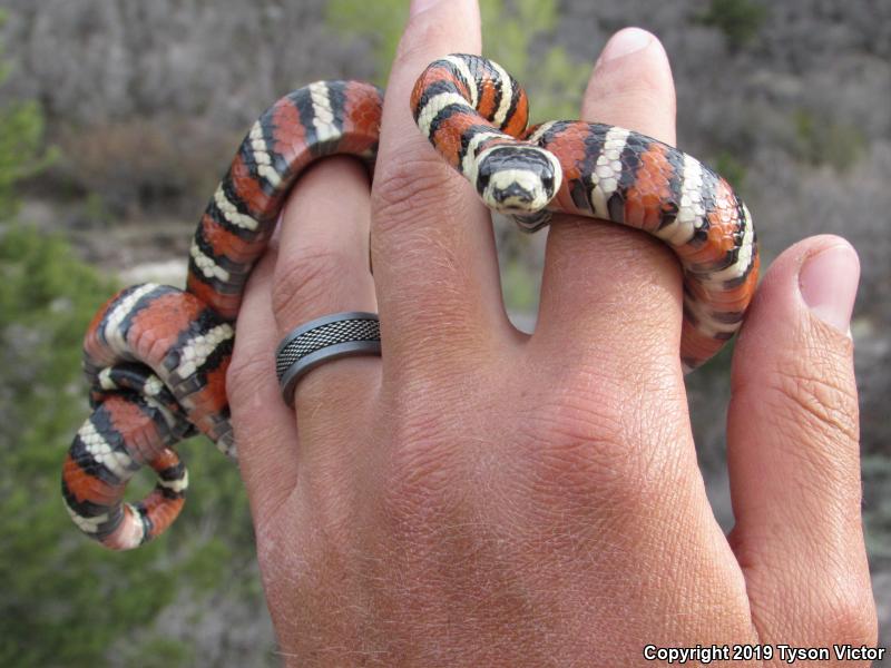 Utah Mountain Kingsnake (Lampropeltis pyromelana infralabialis)