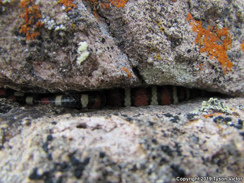 Utah Mountain Kingsnake (Lampropeltis pyromelana infralabialis)