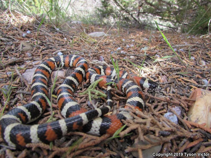 Utah Milksnake (Lampropeltis triangulum taylori)