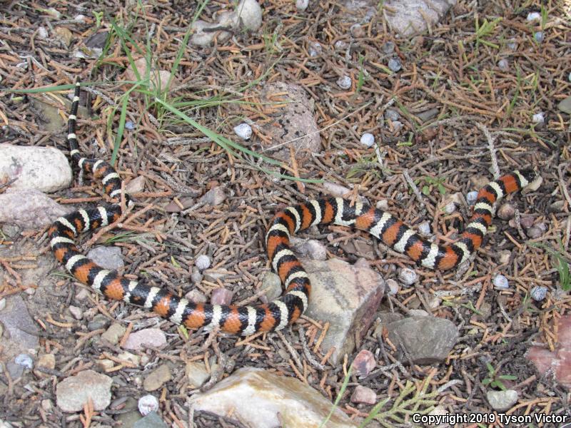 Utah Milksnake (Lampropeltis triangulum taylori)