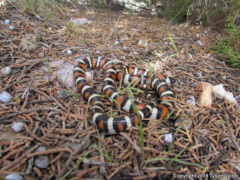 Utah Milksnake (Lampropeltis triangulum taylori)