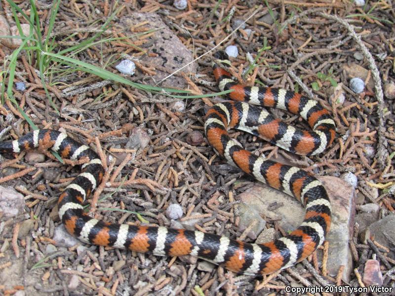 Utah Milksnake (Lampropeltis triangulum taylori)