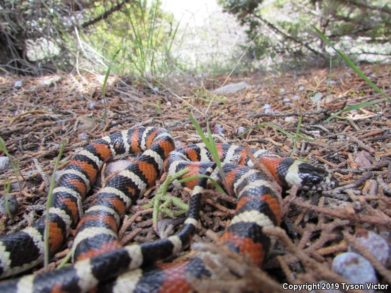 Utah Milksnake (Lampropeltis triangulum taylori)